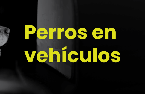 Dogs in vehicles 